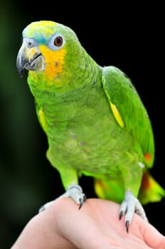 Yellow-shouldered Amazon parrot
