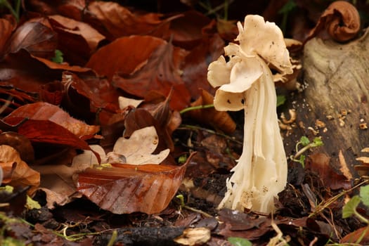 Helvella crispa - Autumn laurel