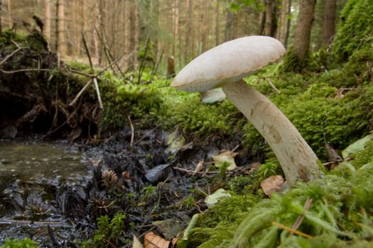 Moor birch mushroom
