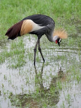Crowned crane