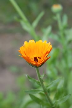 Marigold
