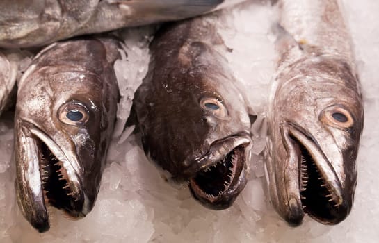 Fresh fish in Spain