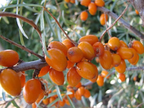 Sea buckthorn,Hippophae rhamnoides