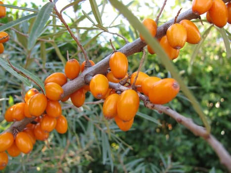 Sea buckthorn,Hippophae rhamnoides