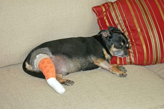 Injured Dog