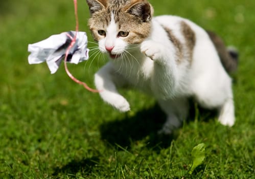Playing Cat