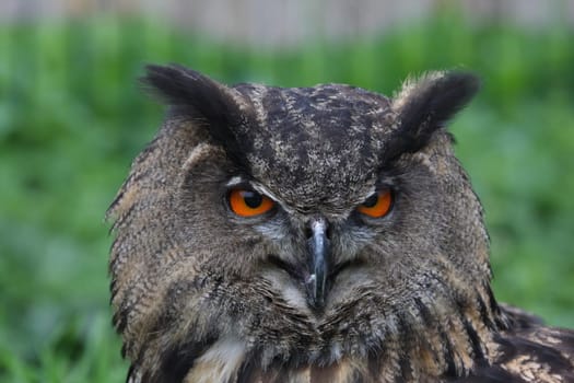 Eagle Owl Portrait