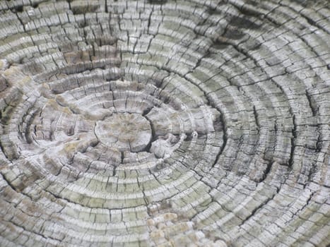 Rings Of A Trunk