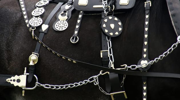 Horse Accessories