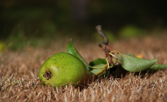 Windfall