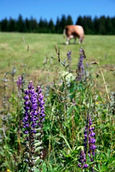 Czech Republic - Bohemian Forest - cattle out at grass - photo focus on a flower