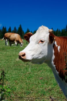 Czech Republic - Bohemian Forest - cattle out at grass