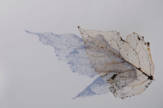 Background - Leaf Skeleton