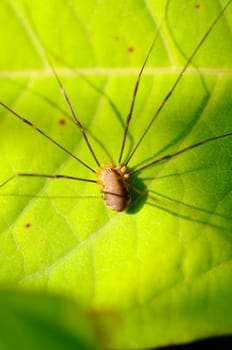 Great Shiver Spider - Pholcus phalangioides