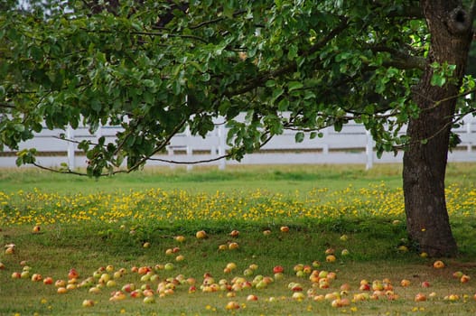 Windfall