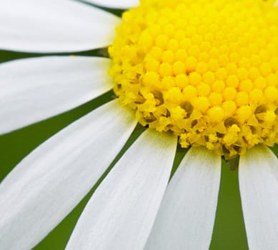 Part of a daisy