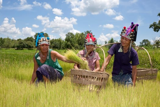 Asian women at rice field,Akha