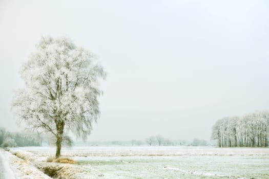 Winter Landscape