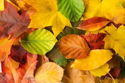leaves background