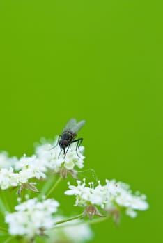 Fly on flower