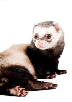 Ferret isolated