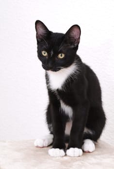 Cat,kitten,scratching post,tomcat