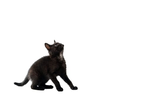 black cat