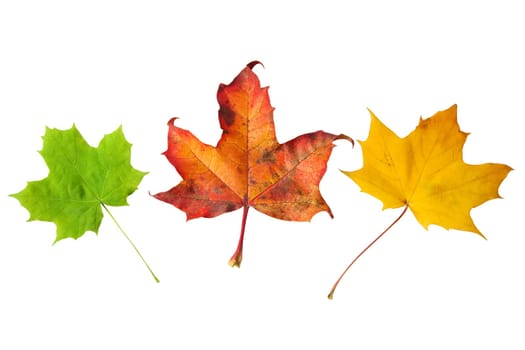 maple leaves