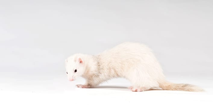 Ferret isolated