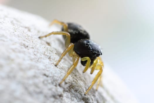 black jumping spider