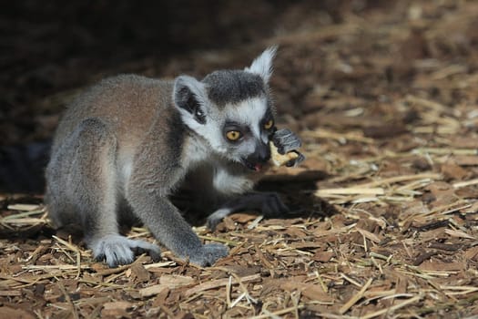 Ring-tailed lemur