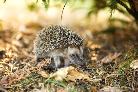 hedgehog