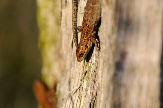 Wood lizard - Zootoca-vivipara