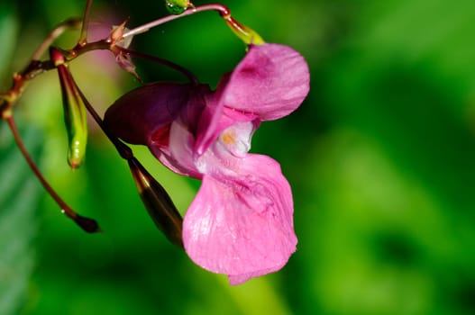 Glandulifera - Impatiens glandulifera