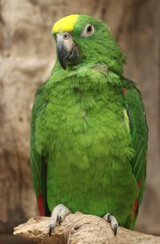 Yellow-fronted Amazon,Yellow-fronted Amazon,Amazona ochrocephala panamensis,Yellow-cro