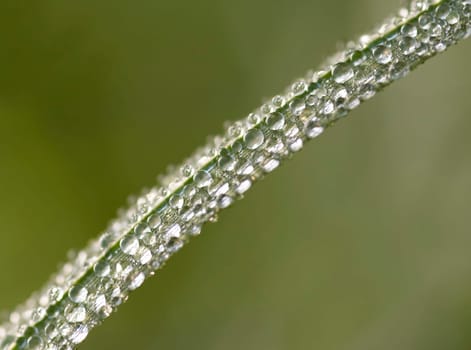 dew is glistening on the grass