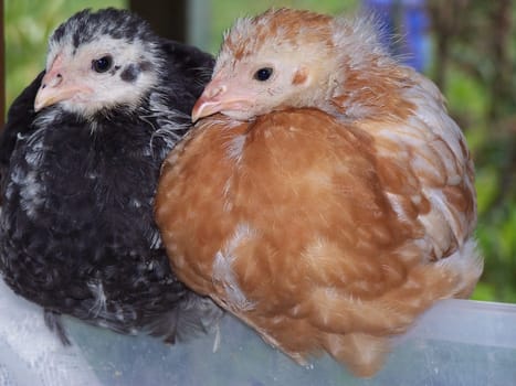 4 weeks chick on windowsill