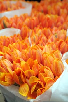 Tulips bouquet