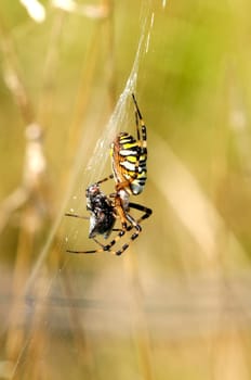 Wasp spider - Argiope-bruennichi