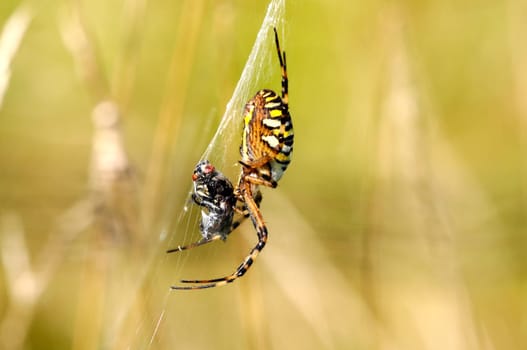 Wasp spider - Argiope-bruennichi