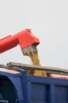 Rice harvest in Asia