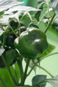 Organic bell pepper grow in a greenhouse