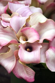 Calla lilies