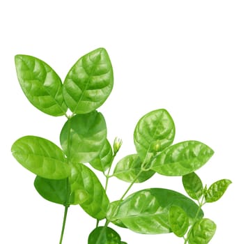 Jasmine leaves