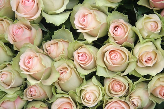 Bed of roses for Valentine