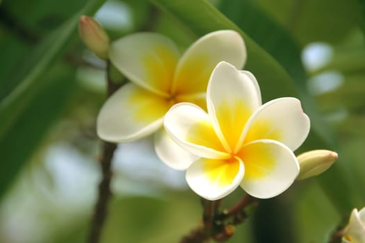 Frangipani