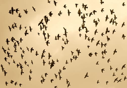 bird in the sky