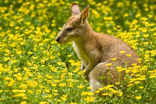 Wallaby between yellow flowers