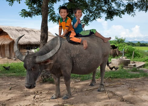 asian kids on water buffalo