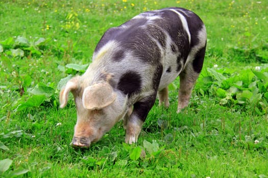 Spotted Pig
